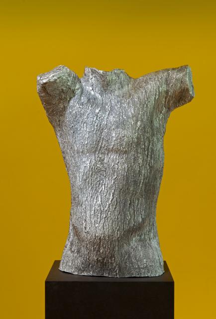 Quercus rubra